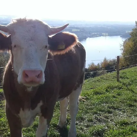 Farm stay Bio-bauernhof Haunschmid