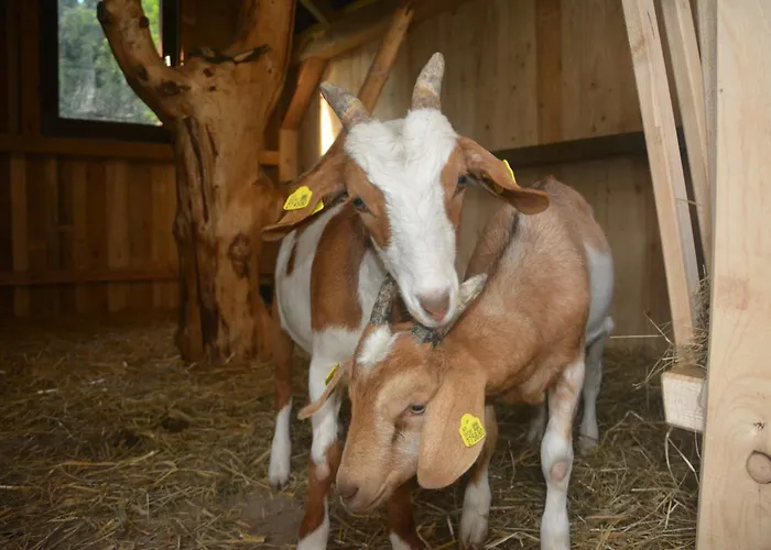 Bio-bauernhof Haunschmid Ardagger Markt