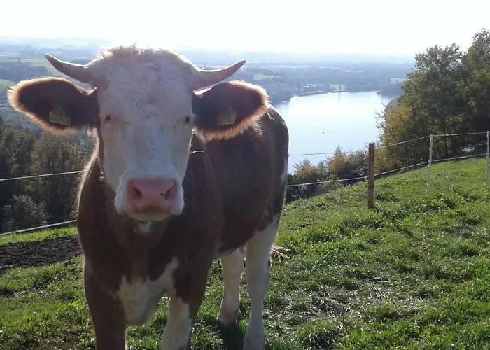 Feriegård Bio-bauernhof Haunschmid