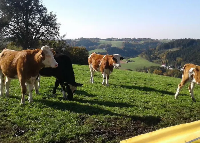 Bio-bauernhof Haunschmid Ardagger Markt