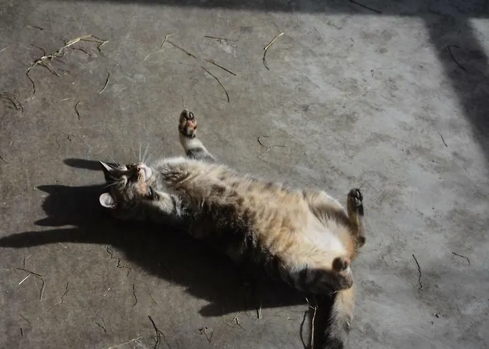 Feriegård Bio-bauernhof Haunschmid